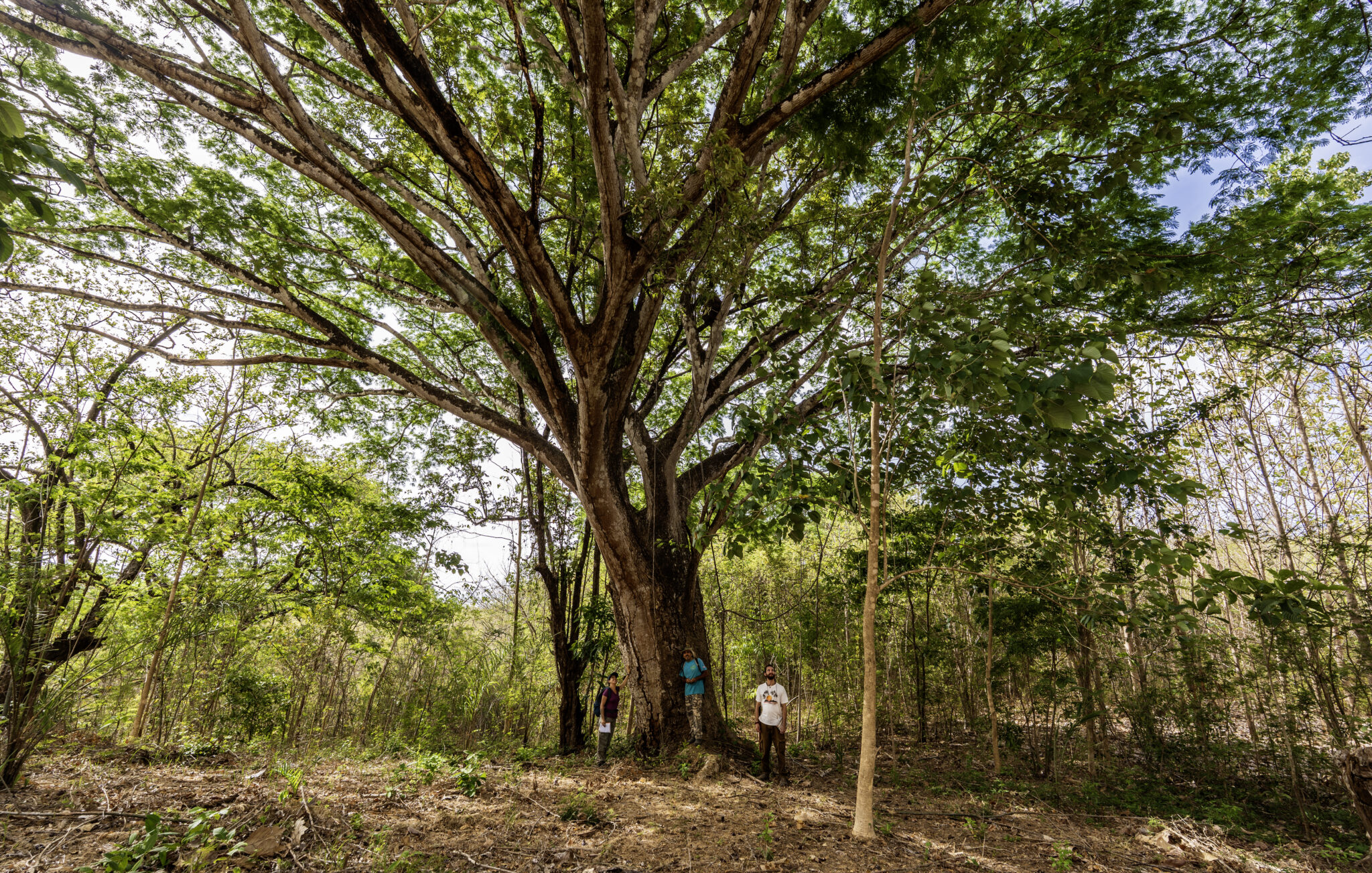 Protected Guanacaste tree in Bosque del Pacifico